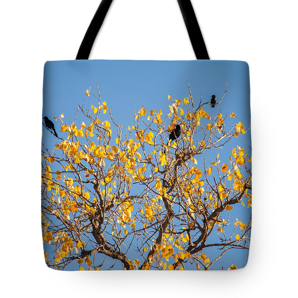 Nature Tote Bag featuring the photograph Three Birds in the Yellow Tree by Iris Greenwell