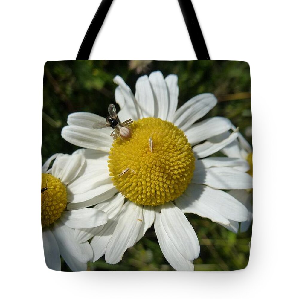 Daisies Tote Bag featuring the photograph Three Daisies by Jean Bernard Roussilhe