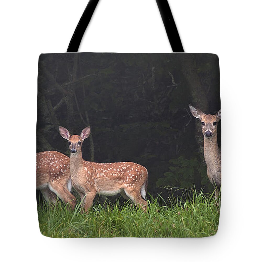 Deer Tote Bag featuring the photograph Three Does by Ken Barrett