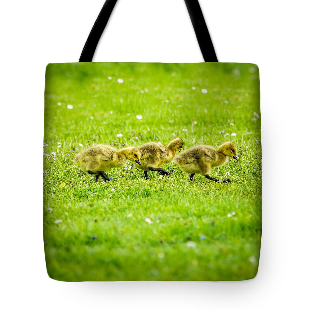 Family Tote Bag featuring the photograph Three Goslings by Chris Bordeleau