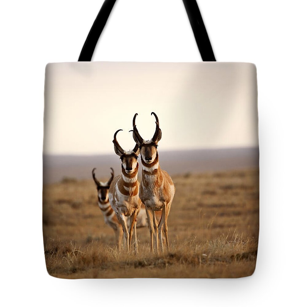 Pronghorn Antelope Tote Bag featuring the photograph Three male Pronghorn Antelopes in Alberta by Mark Duffy
