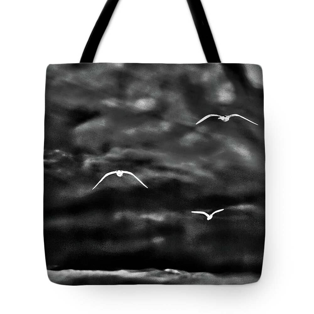 Seagulls Tote Bag featuring the photograph Three Seagulls by Gina O'Brien