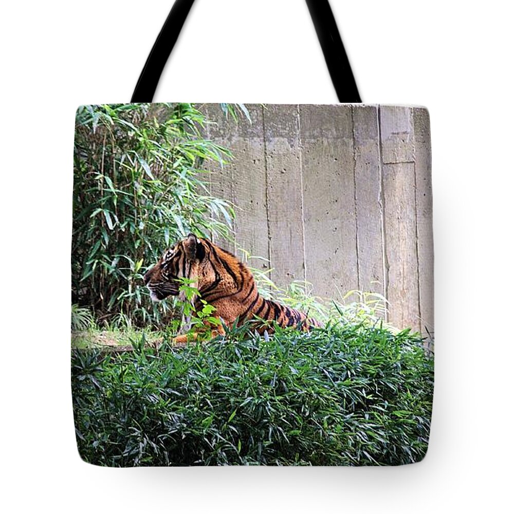 Tigers Tote Bag featuring the photograph Tiger 3 by Karl Rose
