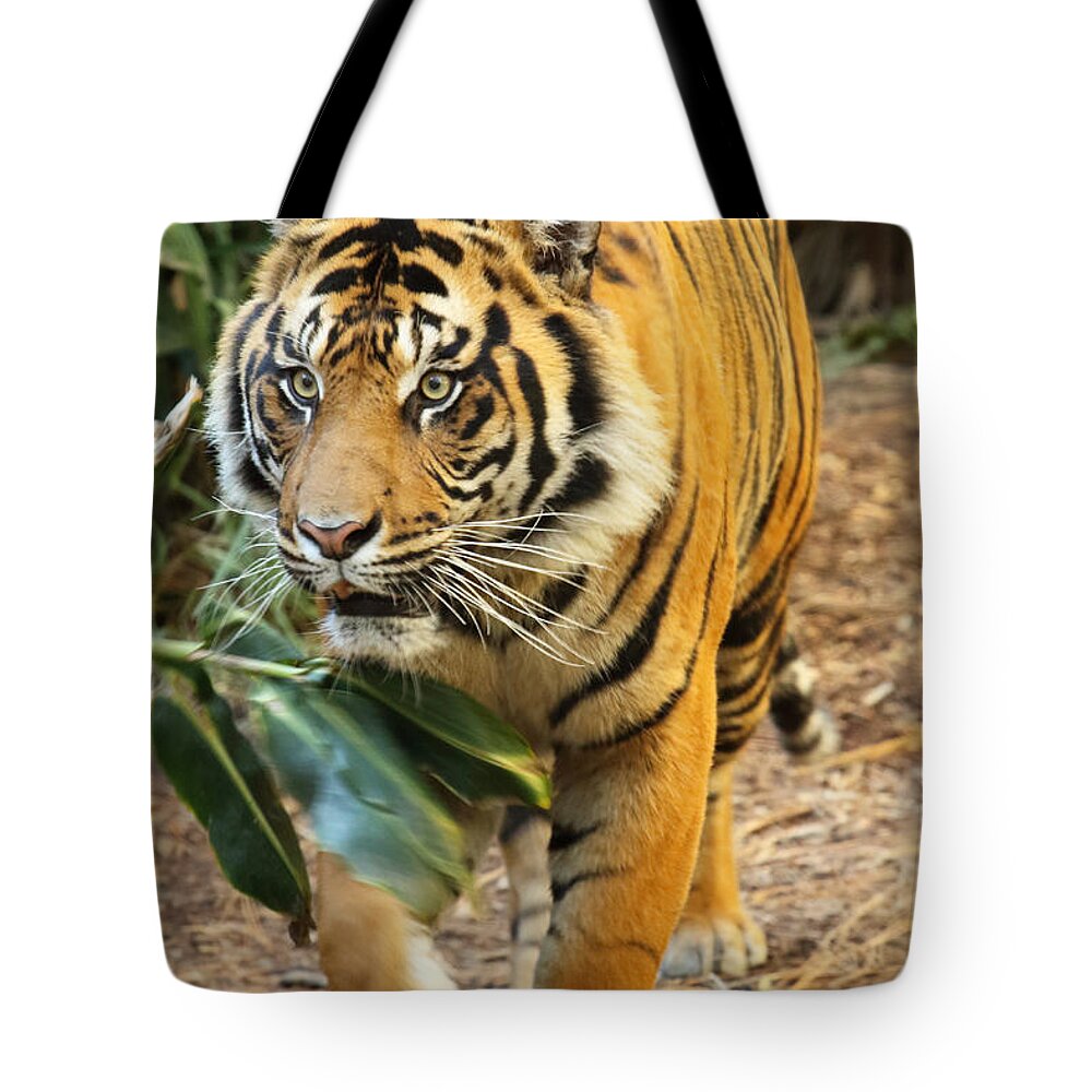 Tiger Tote Bag featuring the photograph Tiger Approaching by Max Allen