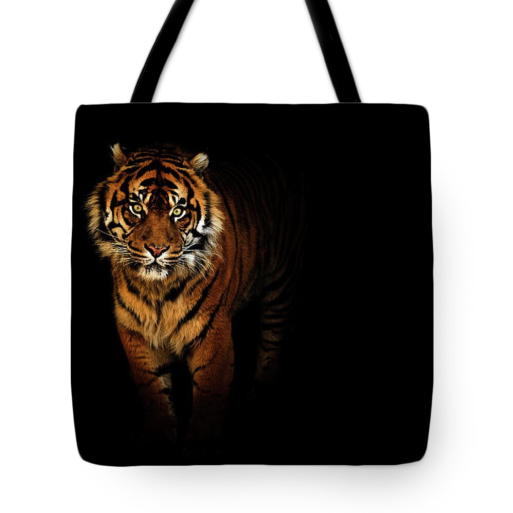 Contemporary Tote Bag featuring the photograph Tiger on a black background by Tim Abeln