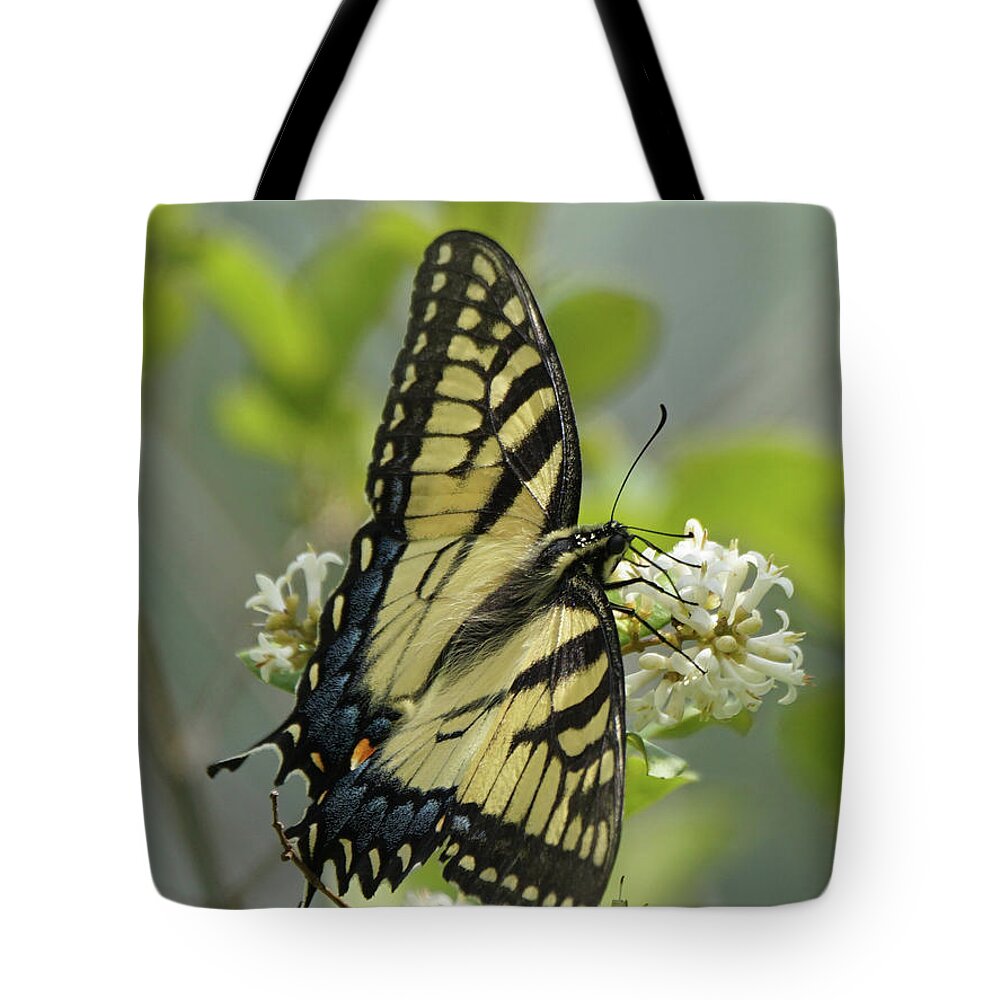 Tiger Swallowtail Butterfly Tote Bag featuring the photograph Tiger Swallowtail Butterfly in the Privet 1 by Robert E Alter Reflections of Infinity