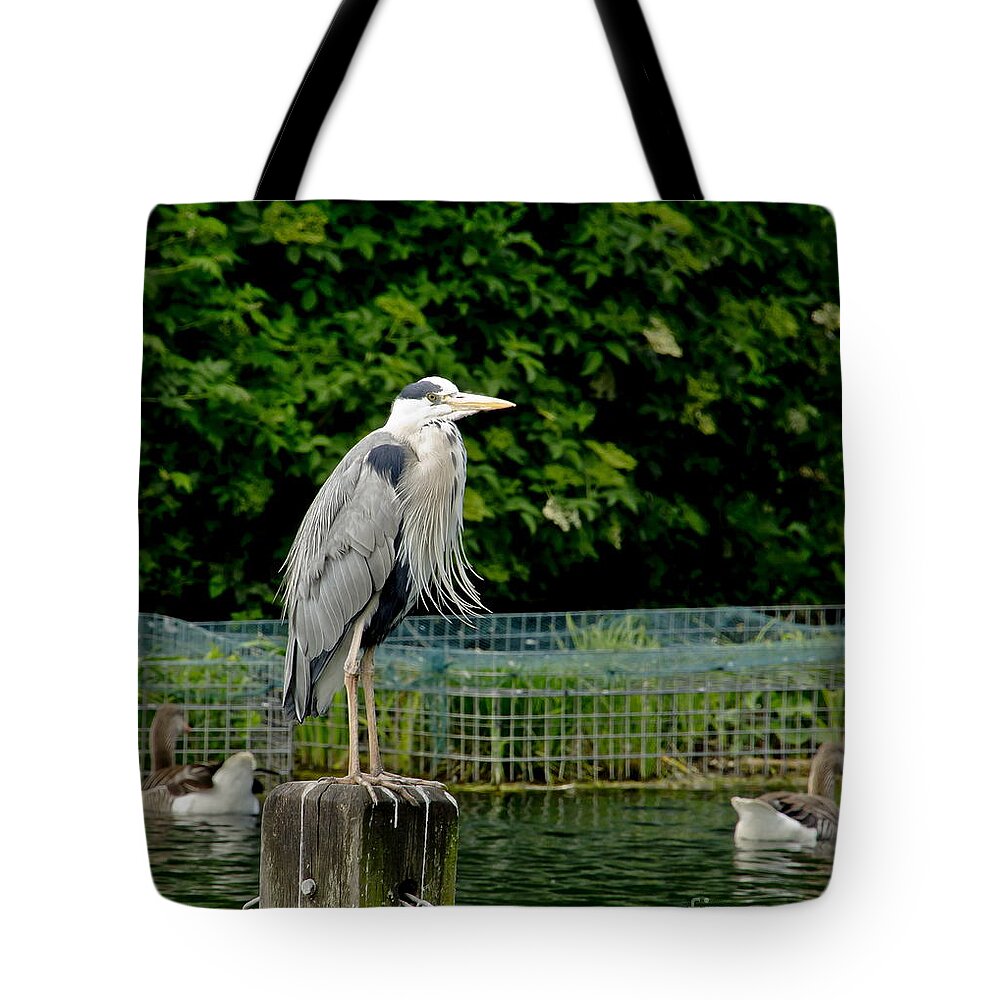 Heron Tote Bag featuring the photograph Time to look smart. by Elena Perelman