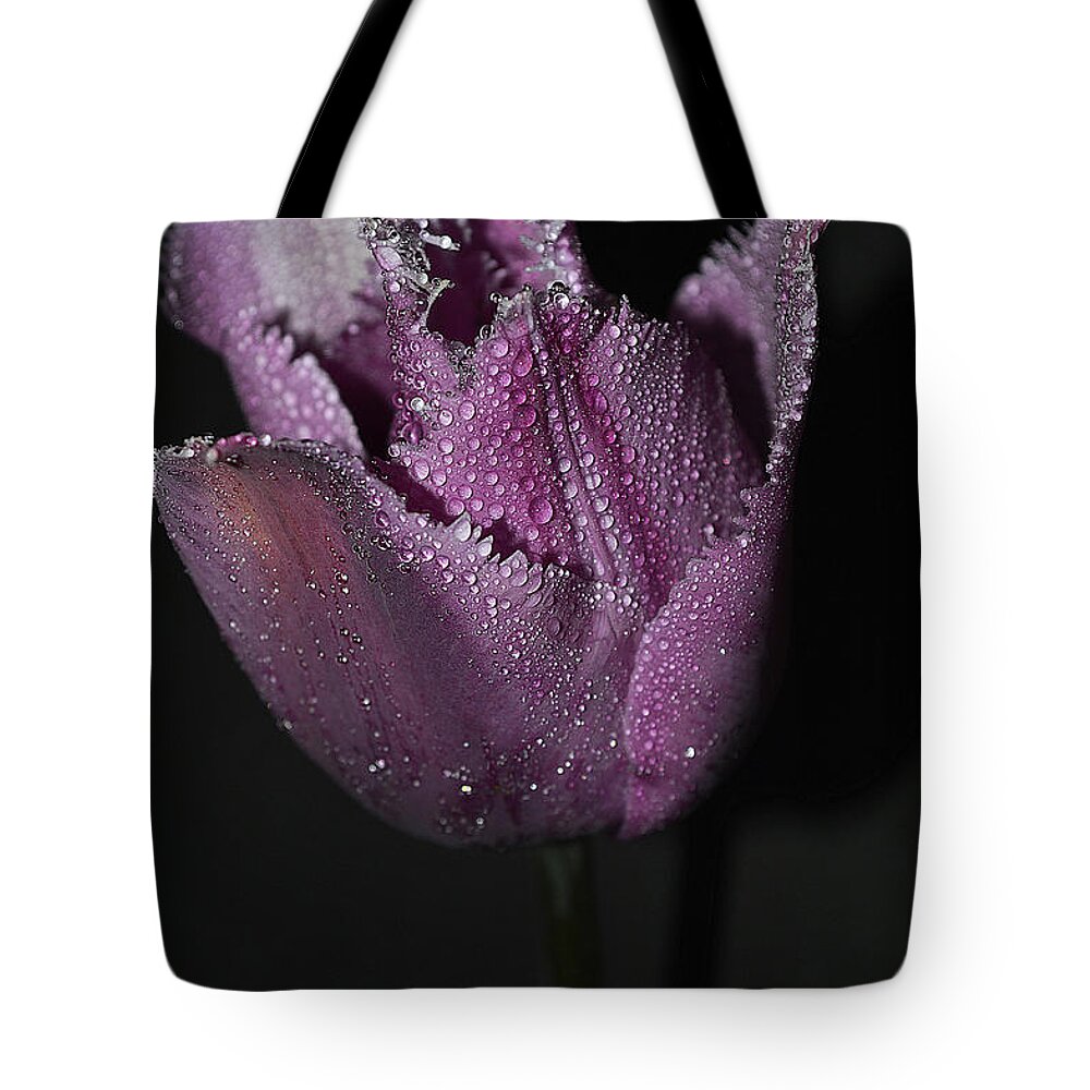 Tulips Tote Bag featuring the photograph Timid by Felicia Tica