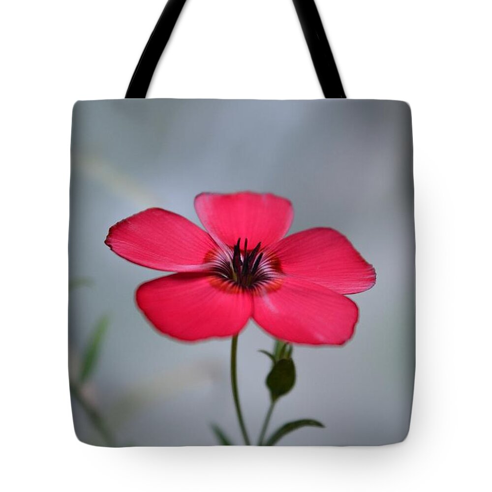 Flower Tote Bag featuring the photograph Tiny Flower by Dani McEvoy