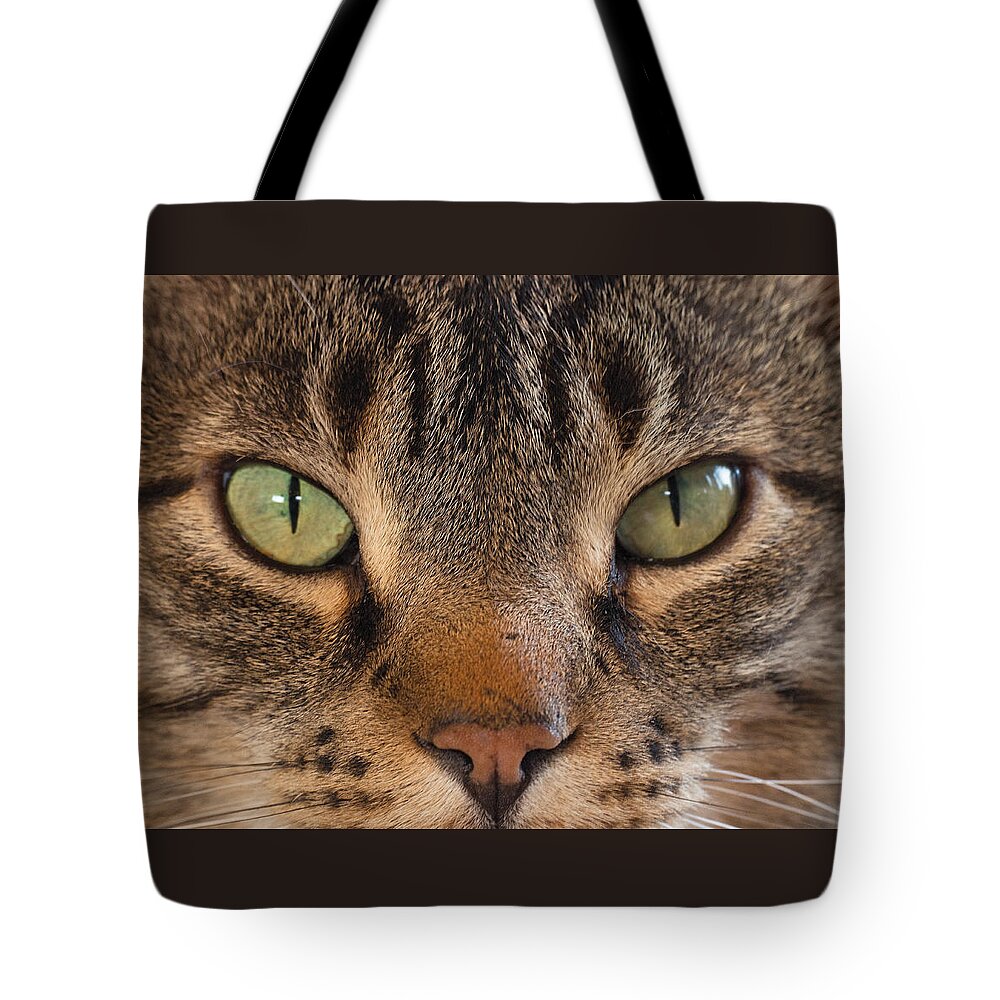 Cat Tote Bag featuring the photograph Tippy the Cat by Jim Zablotny