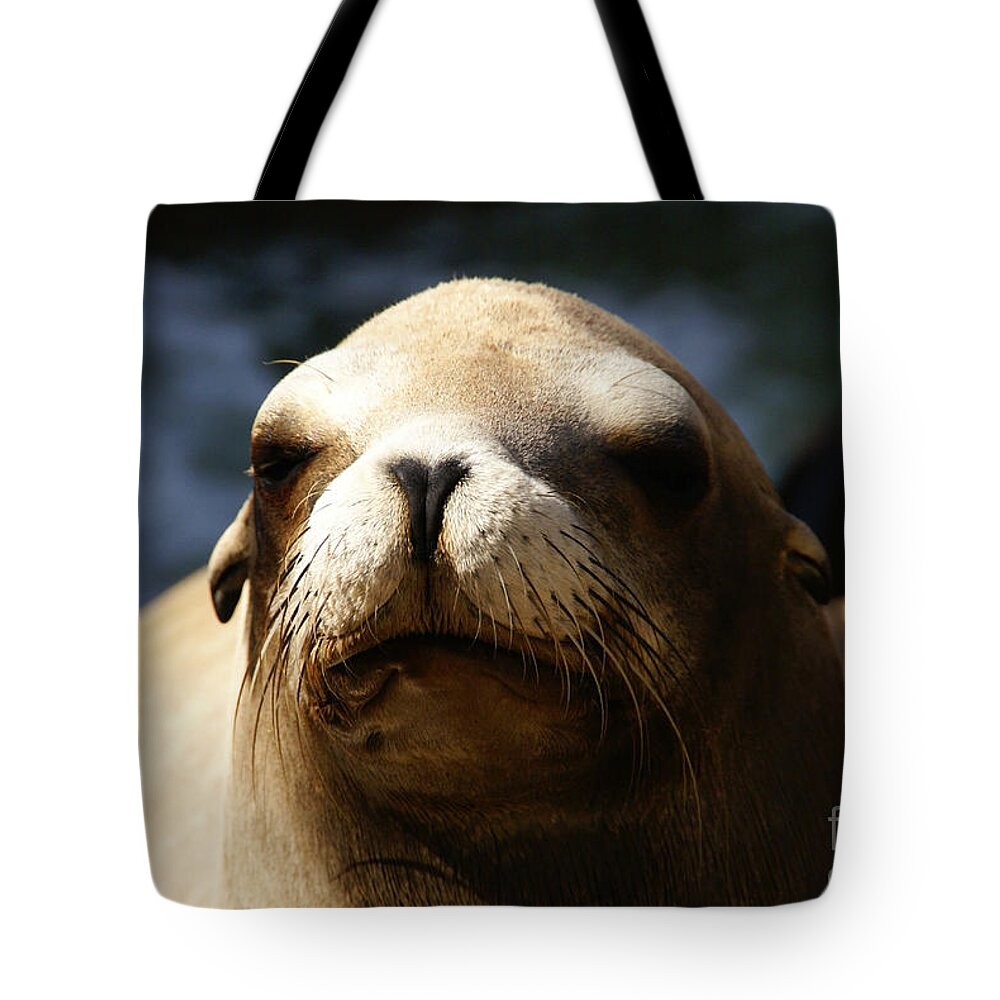 Eared Seal Tote Bag featuring the photograph To Bask in Royal Sun by Linda Shafer