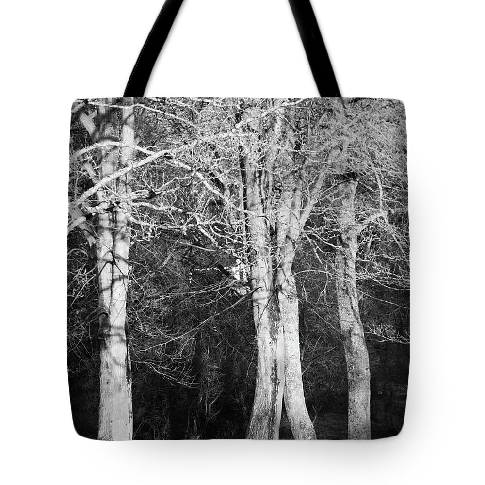 Lister Park Tote Bag featuring the photograph To Stroll With Coco by Jez C Self