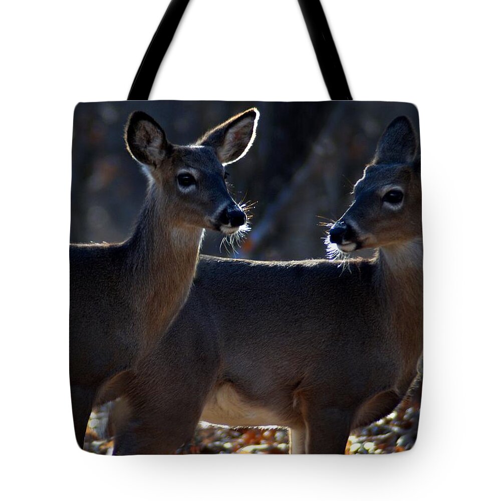 Deer Tote Bag featuring the photograph Together Again by Bill Stephens