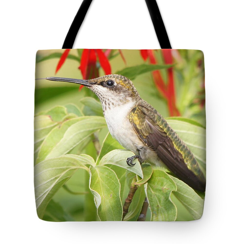 Hummingbird Tote Bag featuring the photograph Tongue n Beak Hummingbird by Robert E Alter Reflections of Infinity