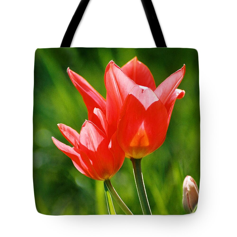 Flowers Tote Bag featuring the photograph Toronto tulip by Steve Karol