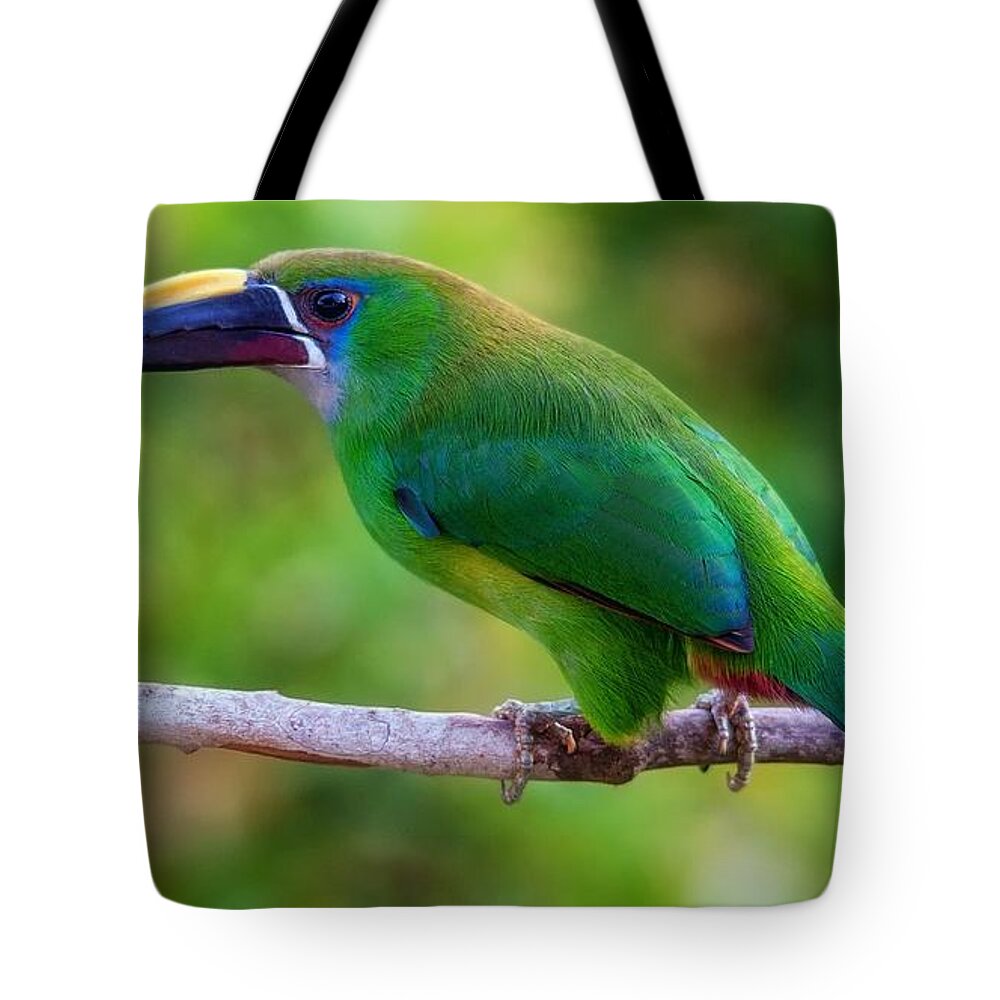 Toucan Tote Bag featuring the photograph Toucan by Jackie Russo