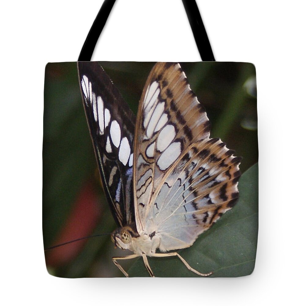 Butterfly Tote Bag featuring the photograph Touch of Blue close up by Shelley Jones