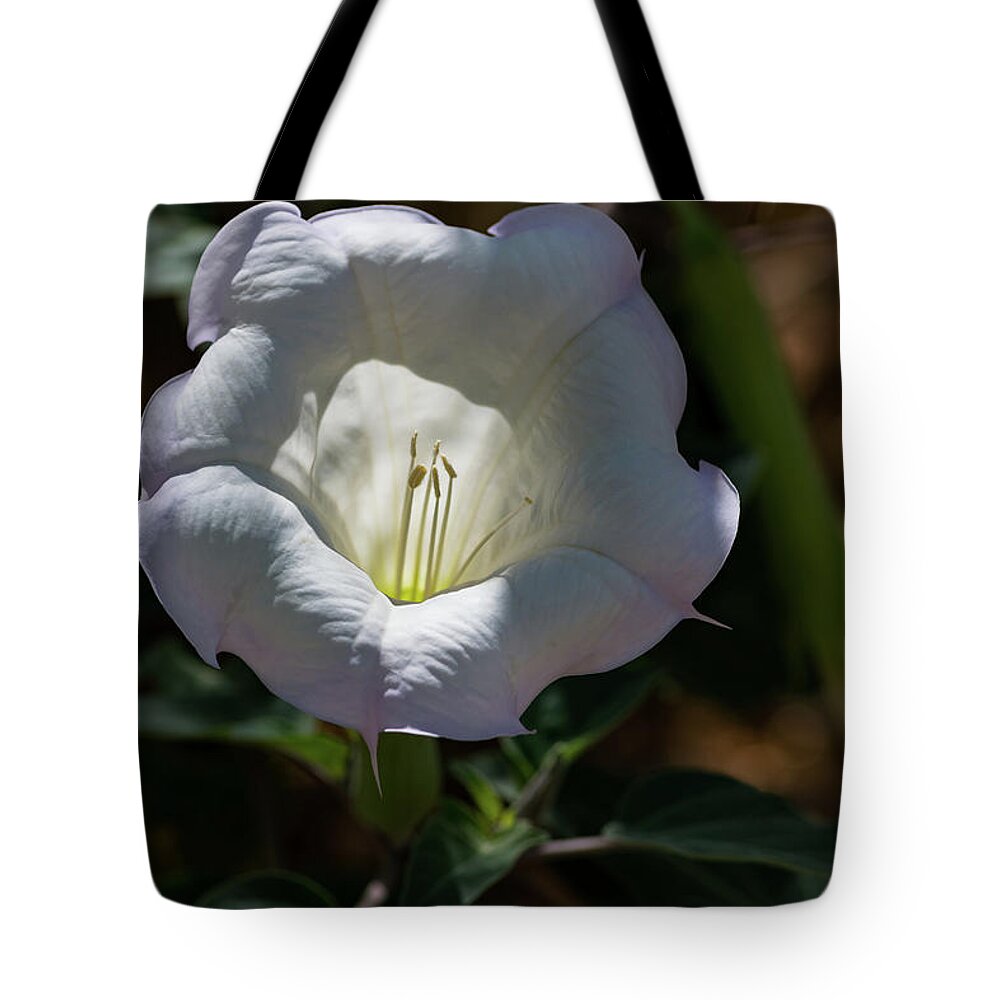 Flower Tote Bag featuring the photograph Touch of Color by Douglas Killourie