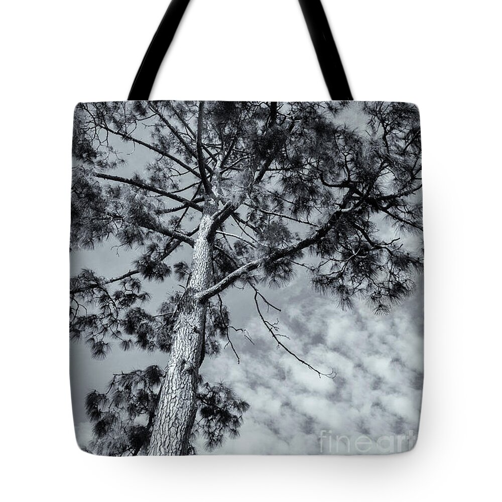 Tree Tote Bag featuring the photograph Towering by Linda Lees