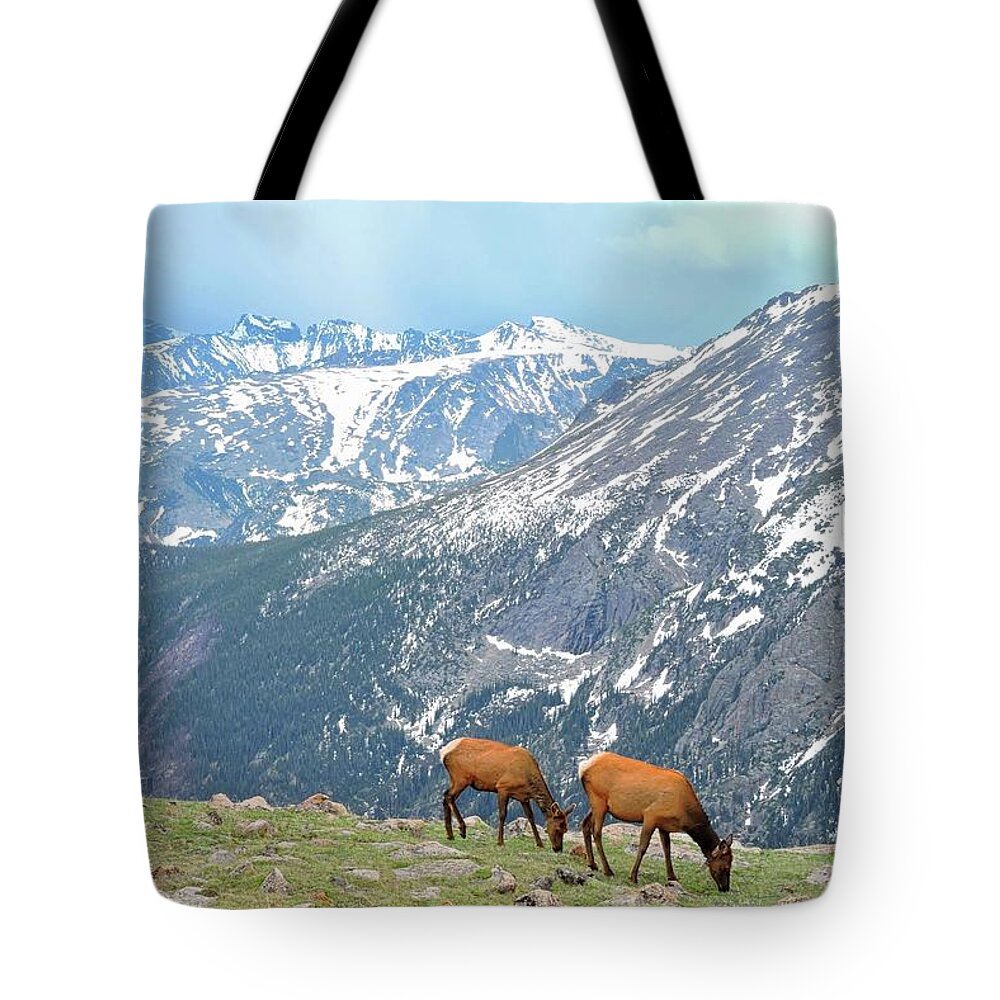 Elk Tote Bag featuring the photograph Trail Ridge Elk by Connor Beekman