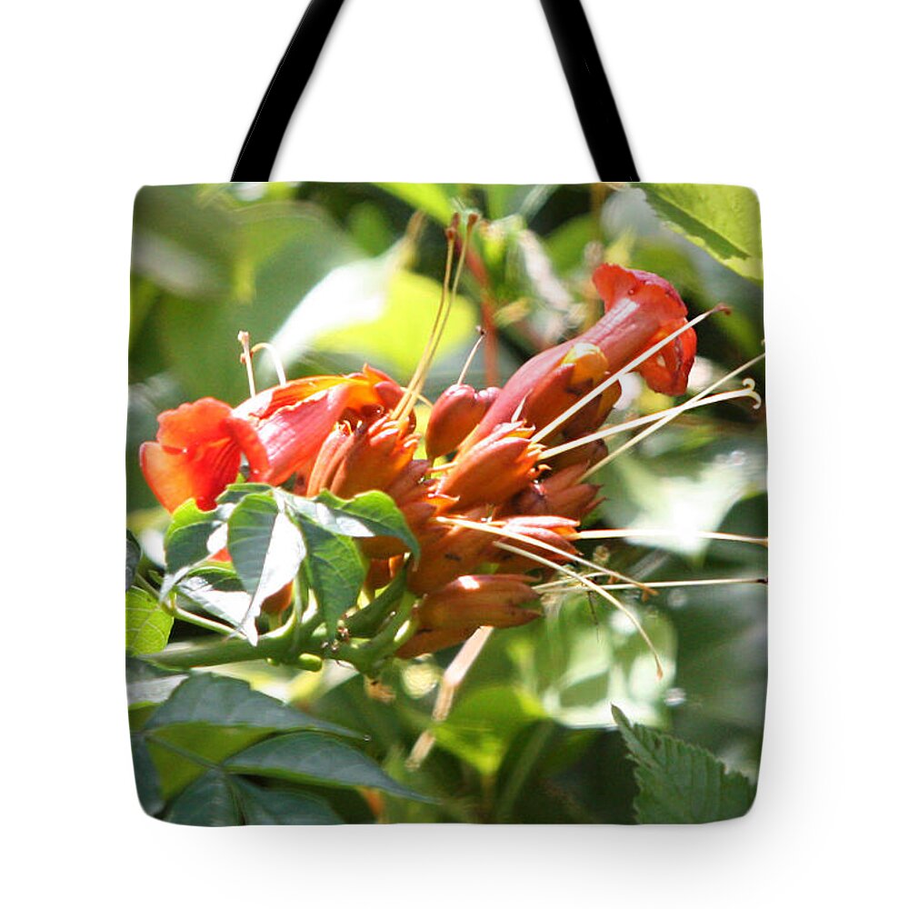 Trumpet Creeper Tote Bag featuring the photograph Tropical Trumpet Creeper by Captain Debbie Ritter