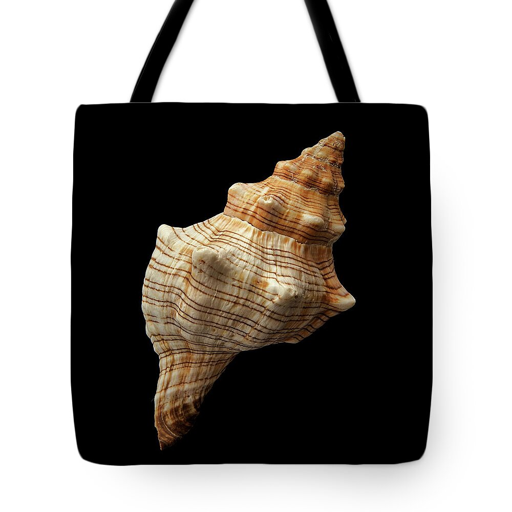 Seashell Tote Bag featuring the photograph Trapezium Horse Conch shell by Jim Hughes