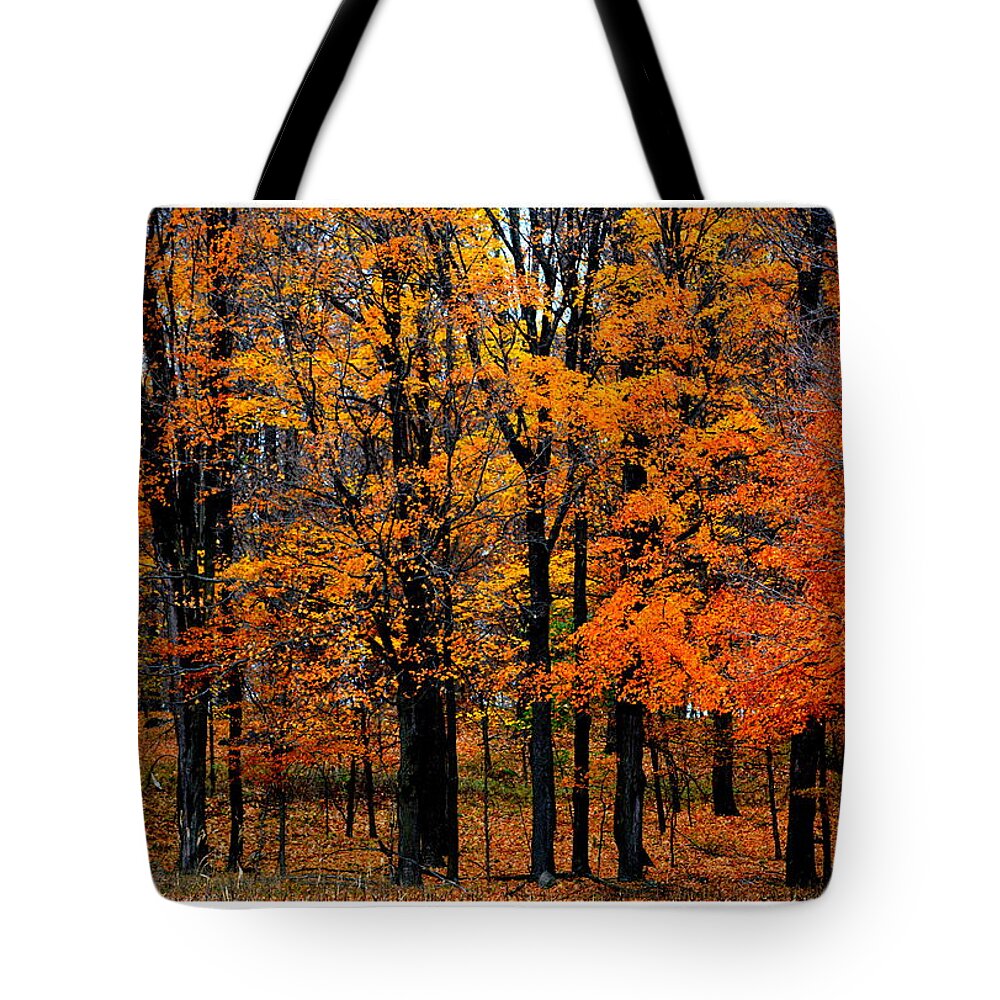 Fall Tote Bag featuring the photograph Tree Confetti by Kimberly Woyak