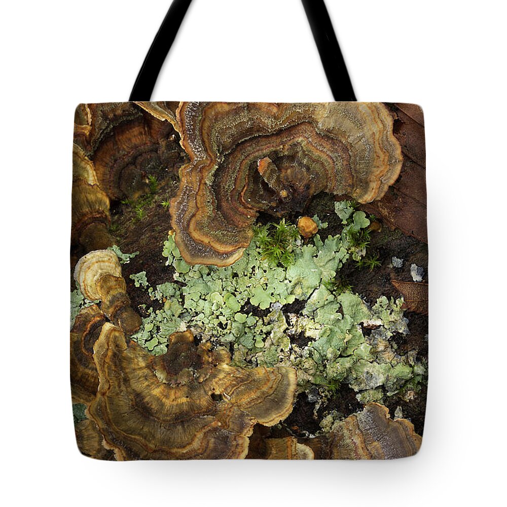 Fungus Tote Bag featuring the photograph Tree Fungus by Mike Eingle