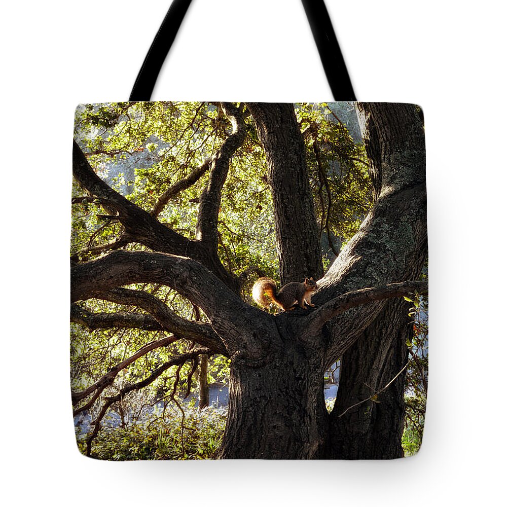 Tree Tote Bag featuring the photograph Tree King by Donna Blackhall