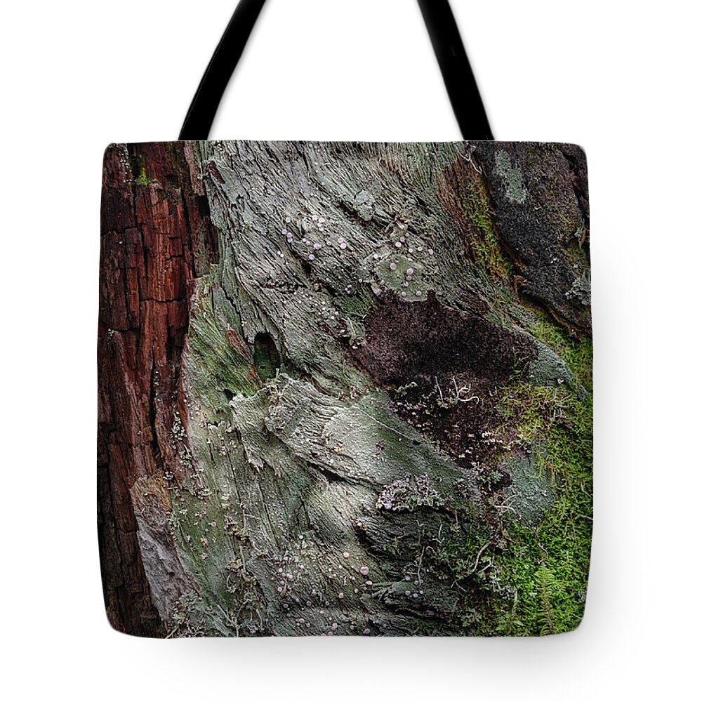 Trees Tote Bag featuring the photograph Tree Memories # 38 by Ed Hall