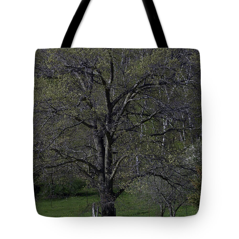 Green Tote Bag featuring the photograph Tree by Michelle Hoffmann