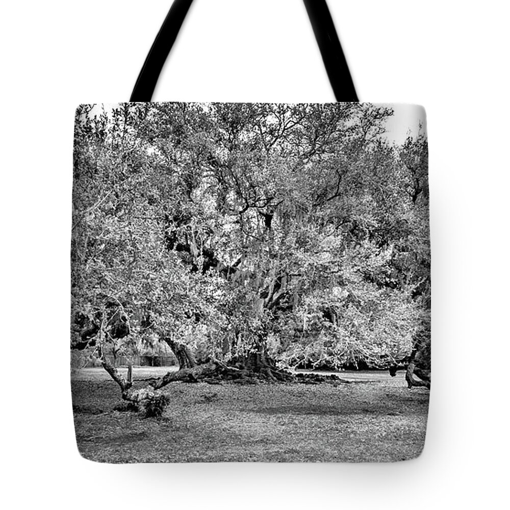 New Orleans Tote Bag featuring the photograph Tree of Life 2 - Paint bw by Steve Harrington