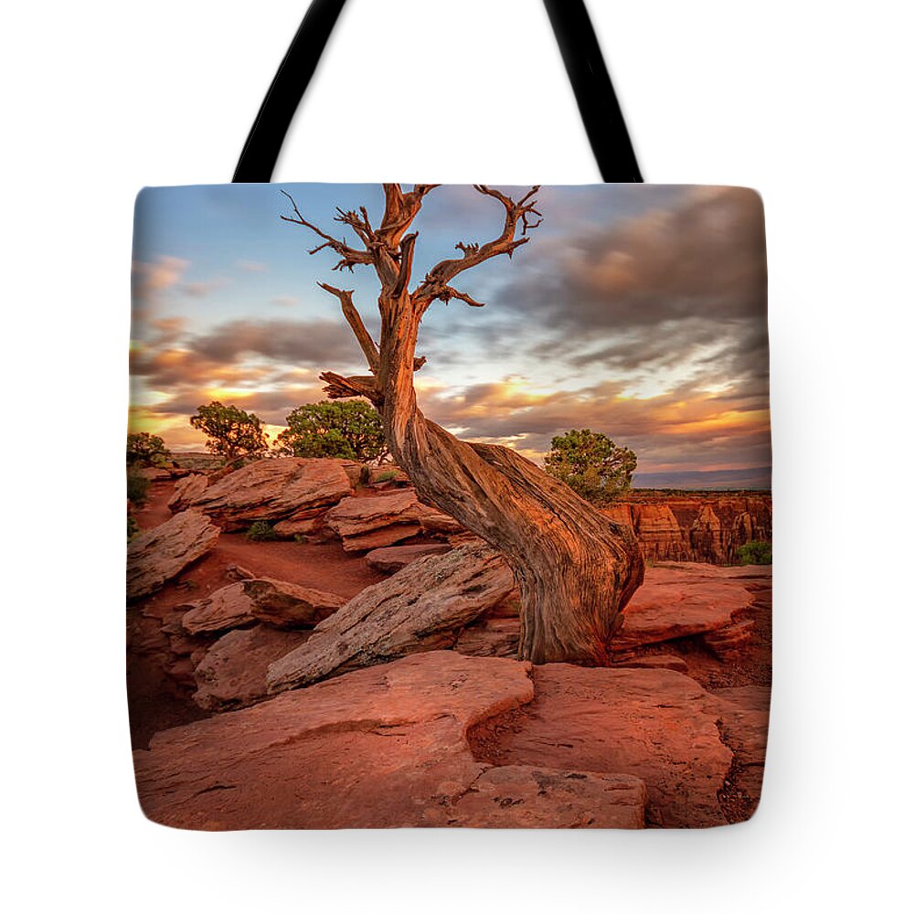 Colorado National Monument Tote Bag featuring the photograph Tree by Ronda Kimbrow