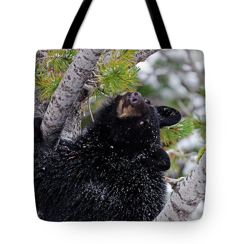 Black Bear Tote Bag featuring the photograph Tree Top Bear by Mark Miller