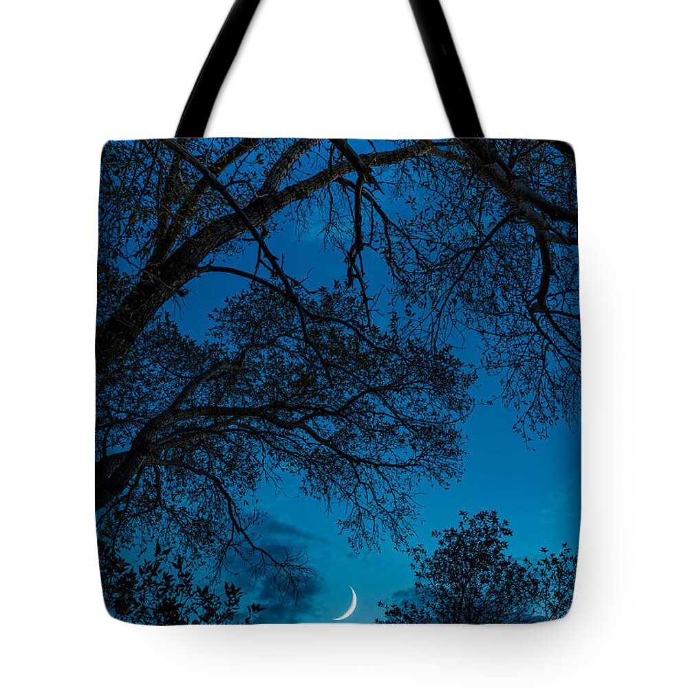 Trees Tote Bag featuring the photograph Trees and Moon by Darren White