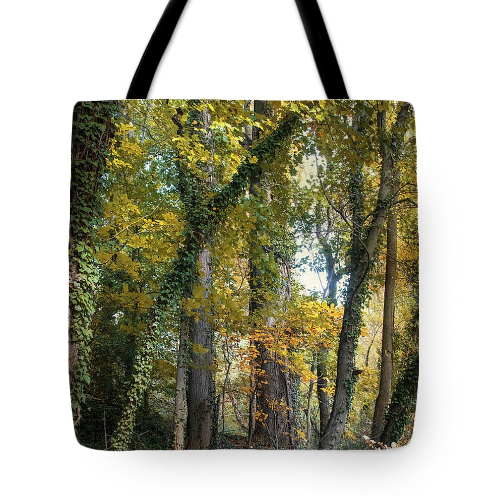 Trees Tote Bag featuring the photograph Trees are Life by John Rivera