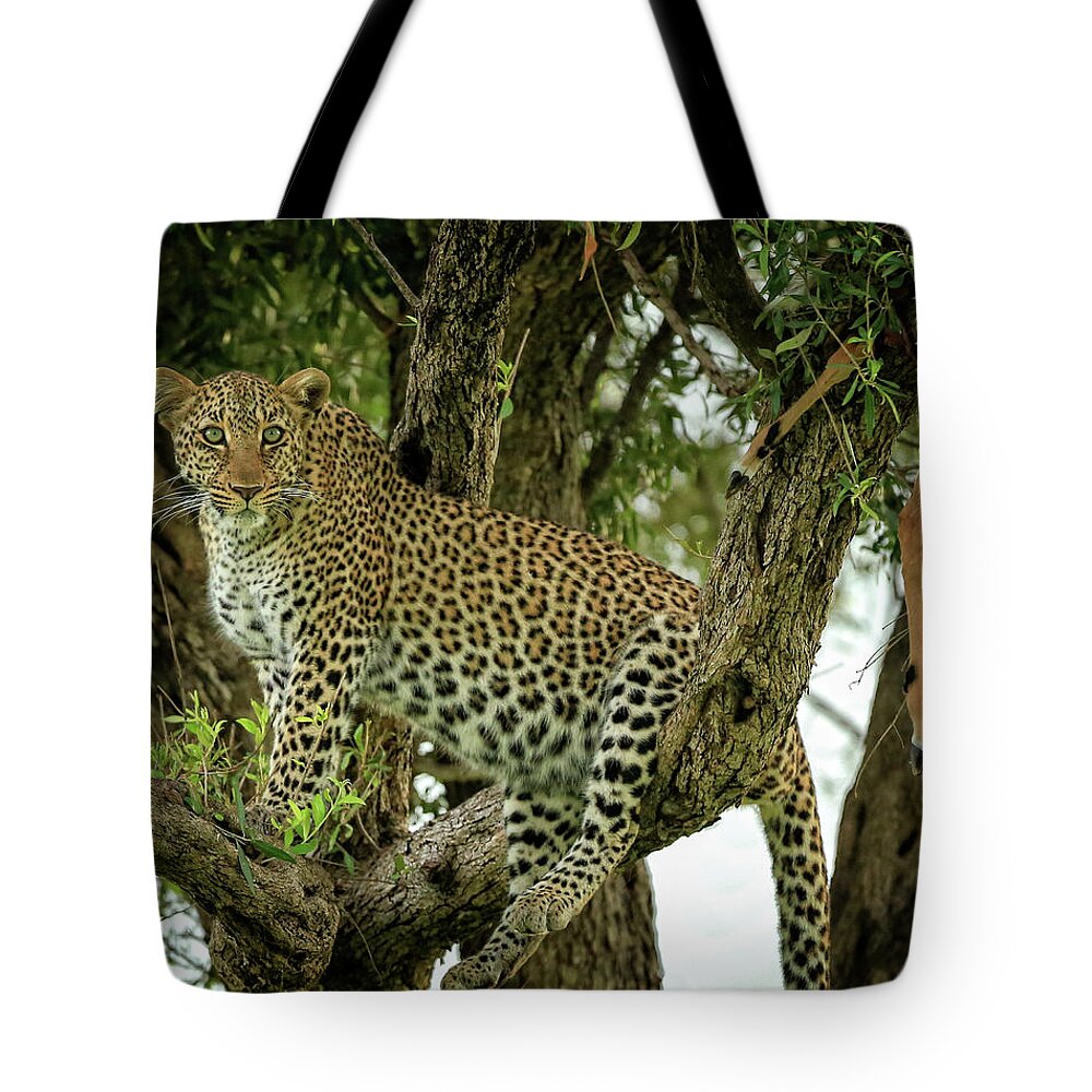 Leopard Tote Bag featuring the photograph Treetop Leopard with Prey 1 by Steven Upton