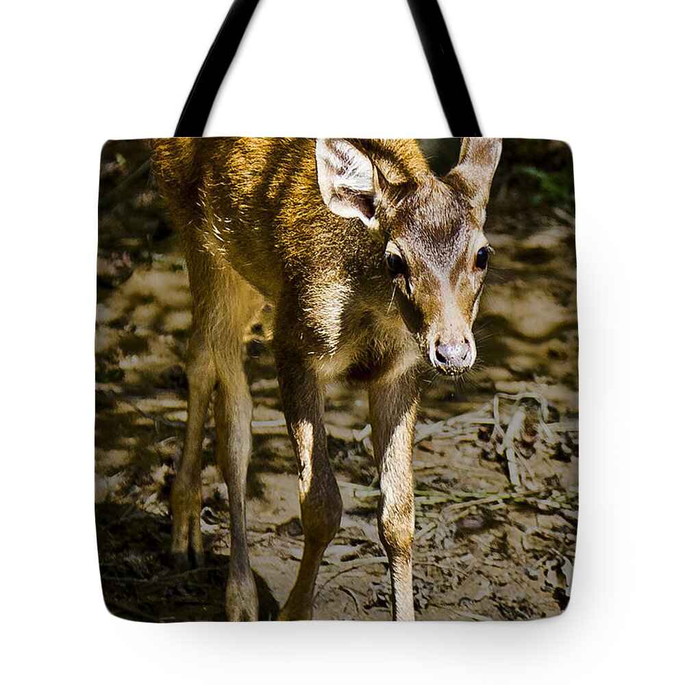 Animals Tote Bag featuring the photograph Trepidation by Ray Shiu