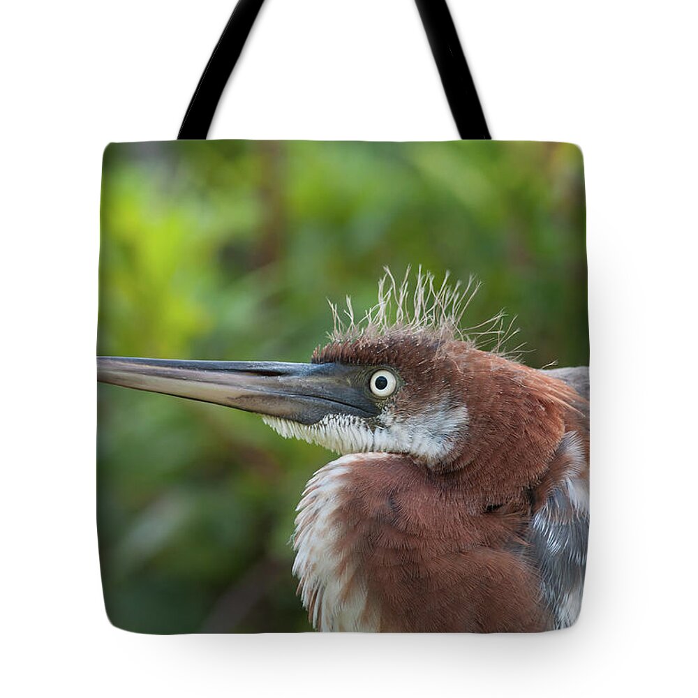 Heron Tote Bag featuring the photograph Tricolored Heron - Bad Hair Day by Paul Rebmann