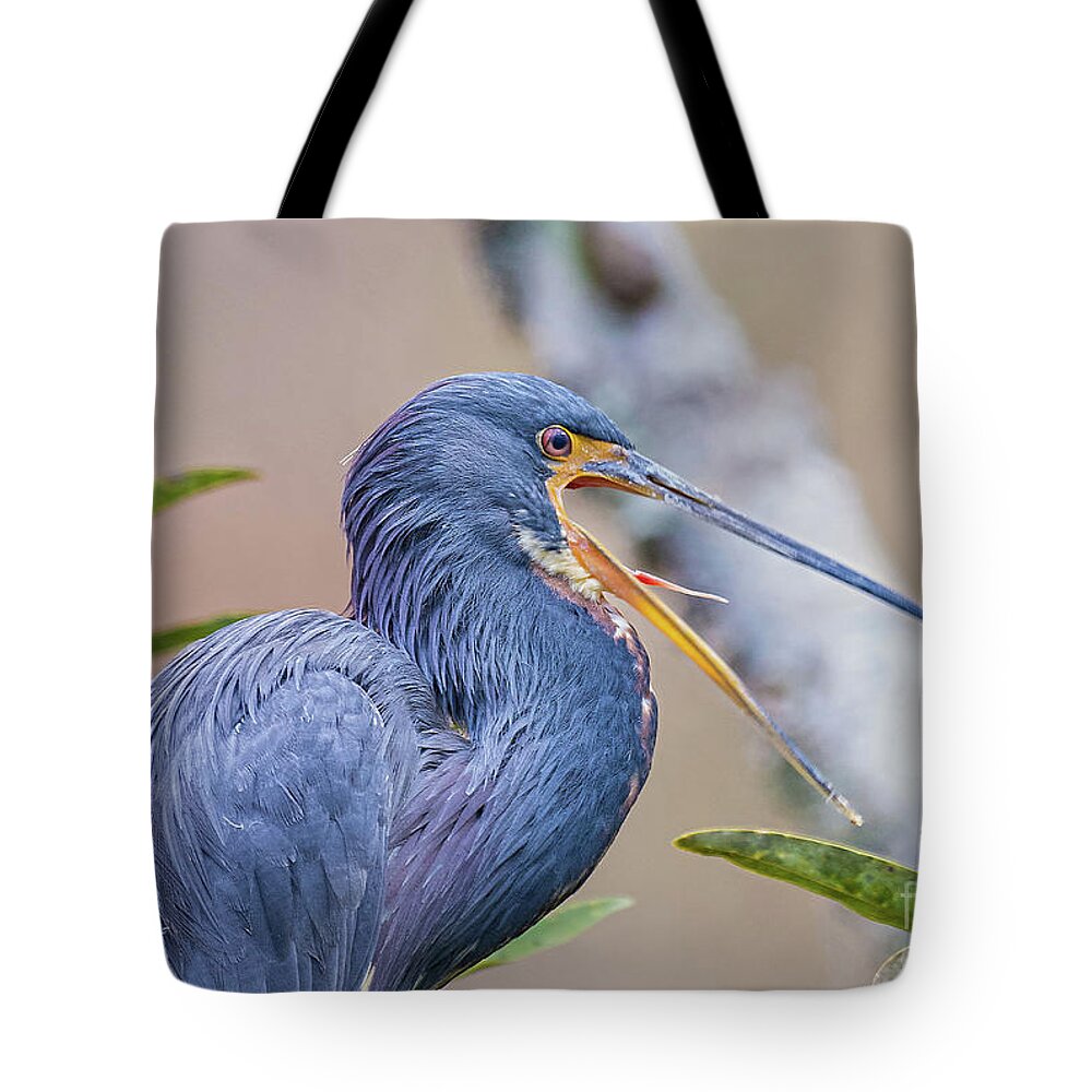 Nature Tote Bag featuring the photograph Tricolored Heron Yawning UP CLOSE by DB Hayes
