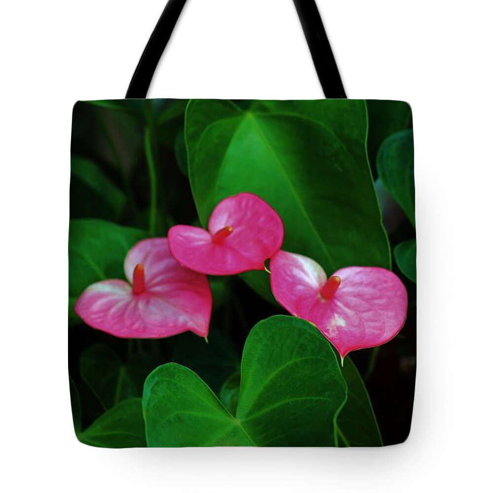 Antherium Tote Bag featuring the photograph Triplets in Pink by Craig Wood