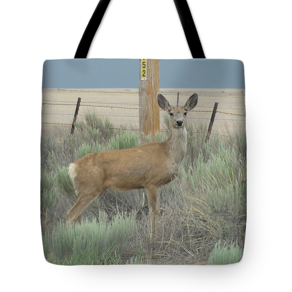 Mule Deer Tote Bag featuring the photograph Tristate Mule Deer by Keith Stokes