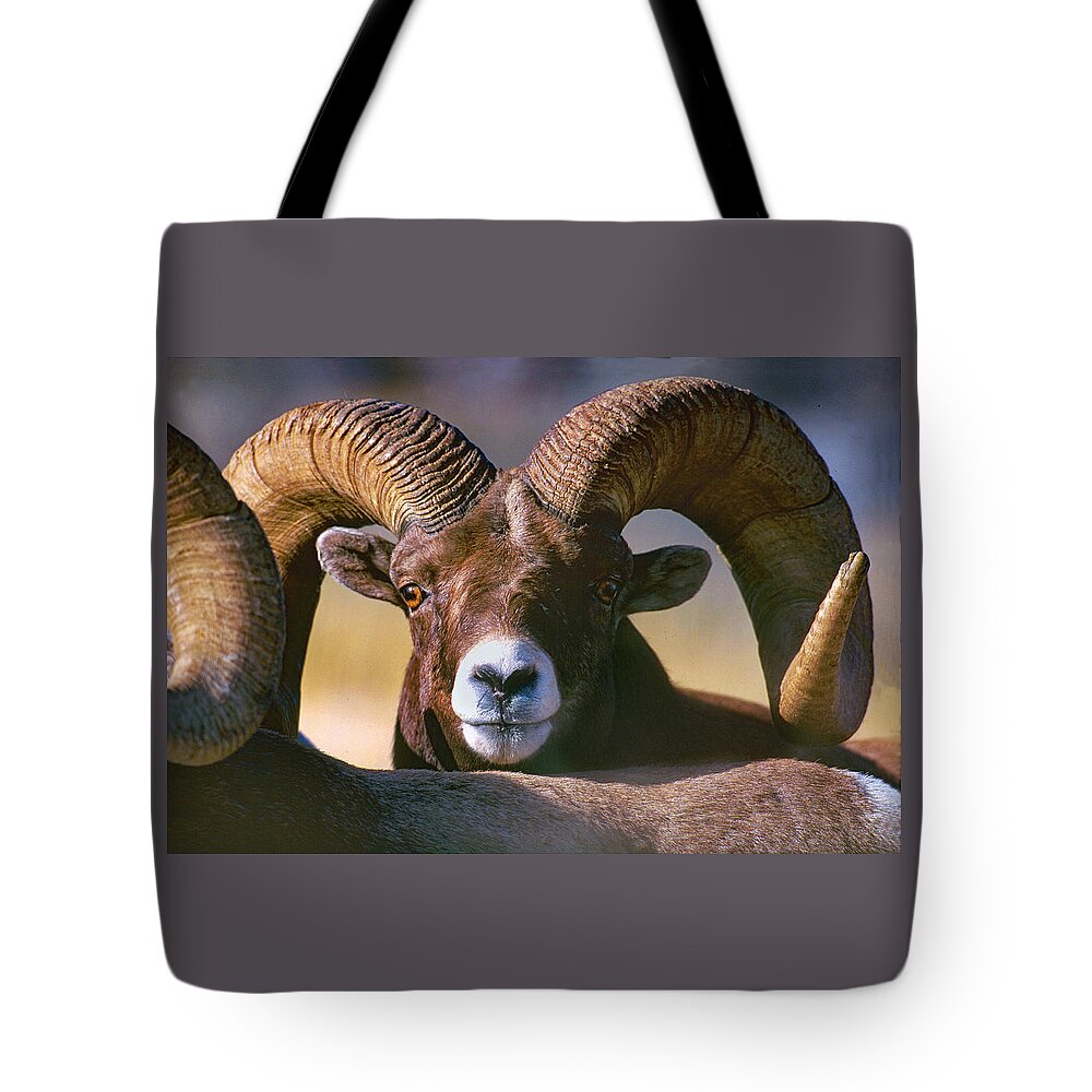Mark Miller Photos Tote Bag featuring the photograph Trophy Bighorn Ram by Mark Miller