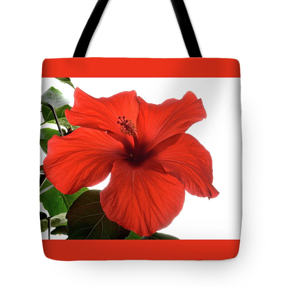 Hibiscus Tote Bag featuring the photograph Tropical Bloom. by Terence Davis