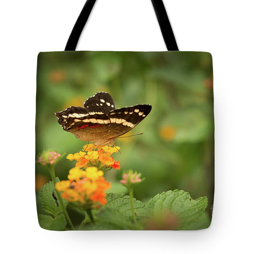 Butterfly Tote Bag featuring the photograph Tropical Butterfly by Ana V Ramirez