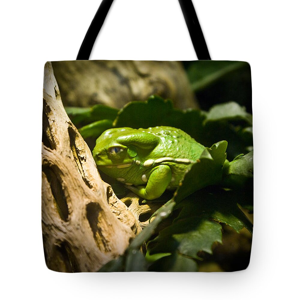 Amphibian Tote Bag featuring the photograph Tropical Green Frog by Douglas Barnett
