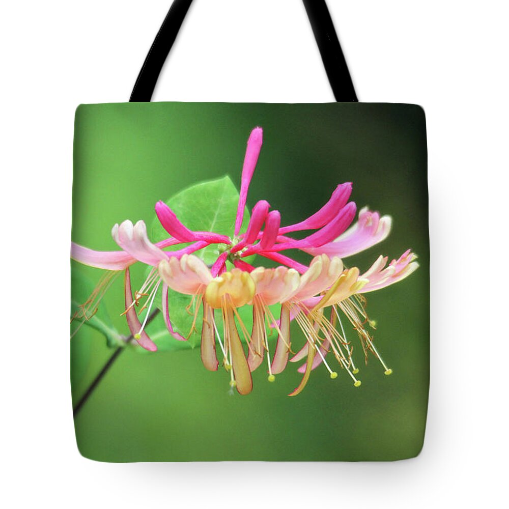 Honeysuckle Tote Bag featuring the photograph Trumpet Honeysuckle by Trina Ansel