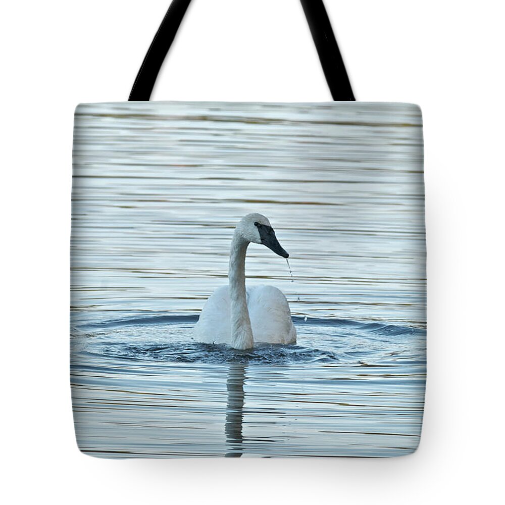 Swan Tote Bag featuring the photograph Trumpeter Swan 9673 by Michael Peychich