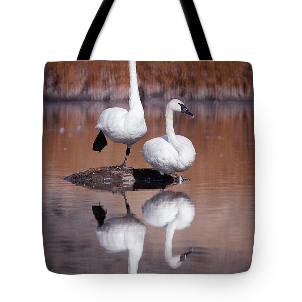 Mp Tote Bag featuring the photograph Trumpeter Swans Yellowstone by Michael Quinton