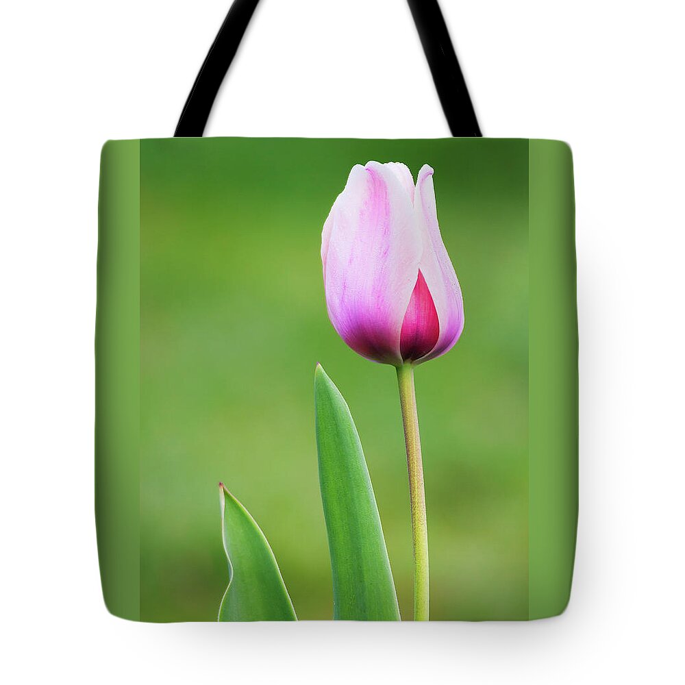 Tulip Tote Bag featuring the photograph Tulip 2 by Ram Vasudev
